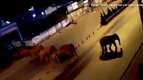 Una manada de elefantes atraviesa varios pueblos en China