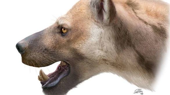 Hallada una nueva especie de carnívoro en el madrileño Cerro de los Batallones
