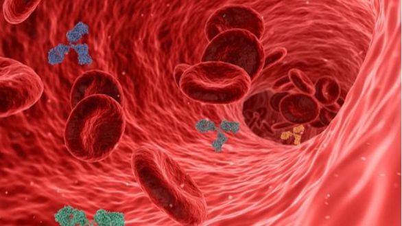 Avanzan en determinar la duración de anticuerpos en casos de coronavirus leve