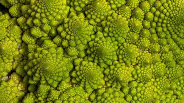 Resuelven el misterio de la curiosa forma de la coliflor romanesco
