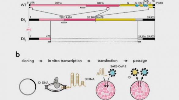 Utilizan un virus sintético igual que el coronavirus para acabar con él