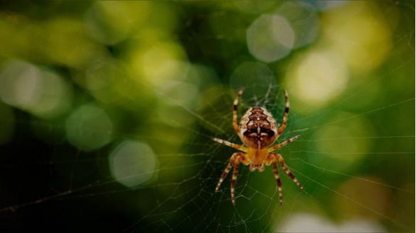 Cuestionan las propiedades antimicrobianas de la seda de araña