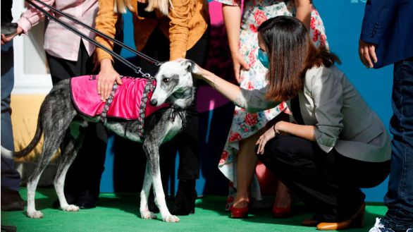 Podemos propone hacer un cursillo para tener mascota y multas de 600.000 euros