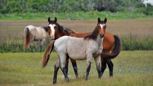 Los caballos modernos fueron domesticados en las estepas al norte del Cáucaso