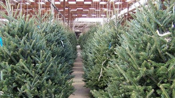 El Ayuntamiento de Madrid comienza la recogida de árboles de Navidad