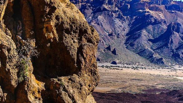 El árbol más antiguo de Europa está en el Teide, es un cedro y tiene 1.481 años