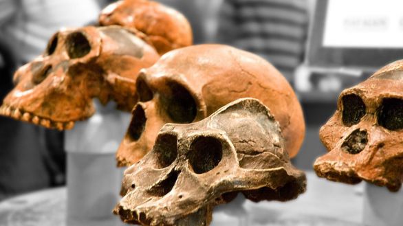 Reescribiendo la Teoría de la Evolución: las mutaciones no siempre son aleatorias