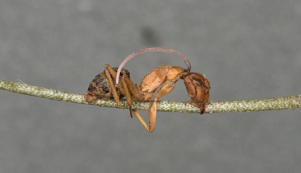 Una hormiga infectada por el parásito fúngico ha quedado enganchada mordiendo un trozo de vegetación. Una vez muerta ha salido de su cabeza un tallo del hongo. Una hormiga infectada por el parásito fúngico ha quedado enganchada mordiendo un trozo de vegetación. Una vez muerta ha salido de su cabeza un tallo del hongo.