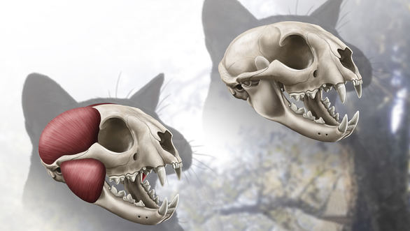 Descubren una nueva especie de felino que habitó Madrid hace 15 millones de años