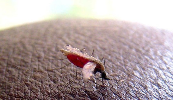 Europa da luz verde a la primera vacuna contra la malaria