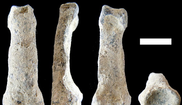 Hallada la 'mano moderna' más antigua, de más de 1,8 millones de años