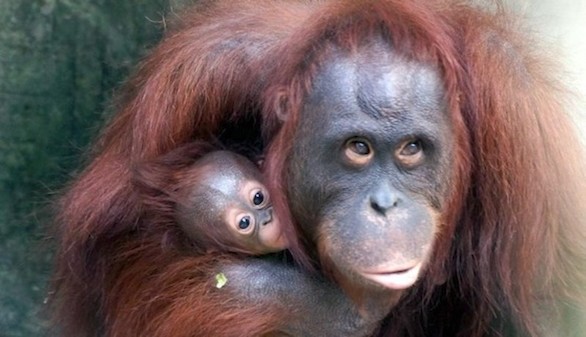 Crónica salvaje. Los grandes simios pueden leer la mente