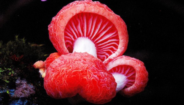 Crónica gastronómica. El mágico mundo de las setas