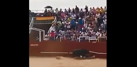 Un toro mata a un operario en la plaza de Benavente