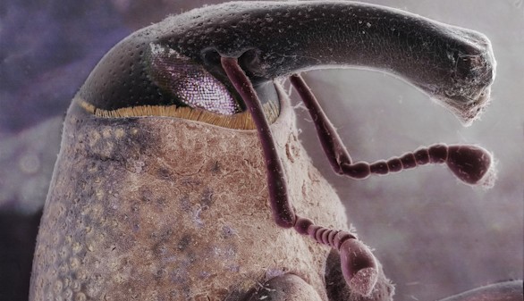 Galería: Las mejores imágenes científicas del año