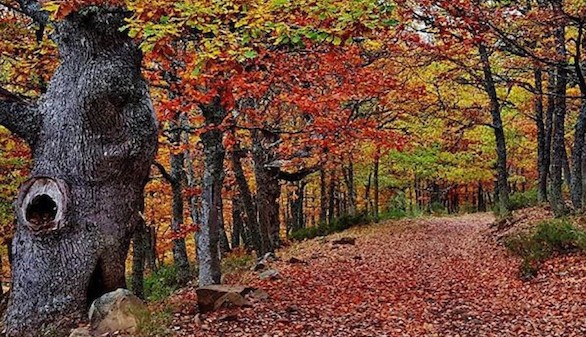 Cinco planes para disfrutar la naturaleza este fin de semana en Castilla y León