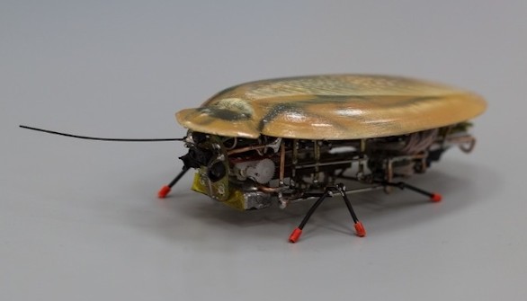 Diseñado un robot inspirado en la cucaracha más grande del mundo
