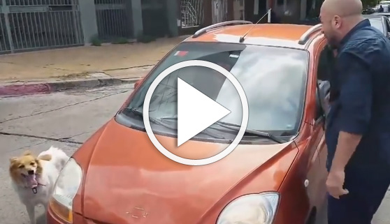 Vídeos virales. Detienen al coche que abandonó un perro en la calle