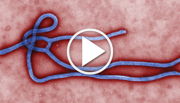 Una vacuna contra el ébola se muestra 100 por cien eficaz en tiempo récord