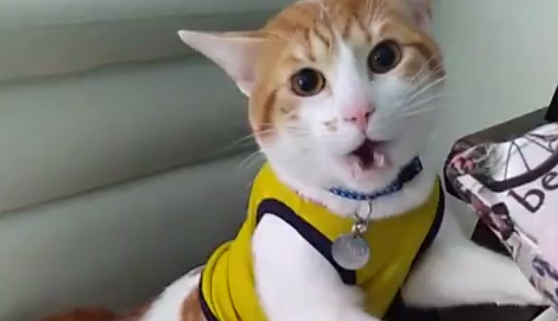 El gato que canta los goles del Mundial