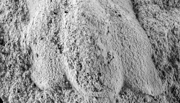 Hallado en Salamanca el fósil trilobite más antiguo del mundo hasta la fecha