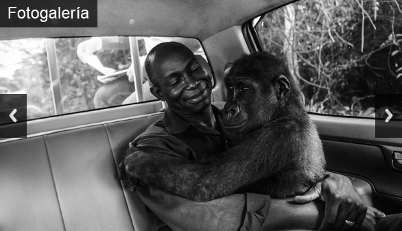 Amor interespecies: ¿qué secreto esconde la fotografía animal del año?
