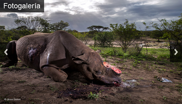 Estas son las imágenes ganadoras del Wildlife Photographer of the Year