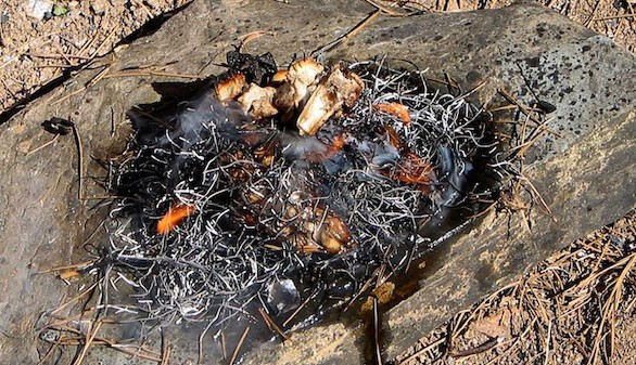 Los primeros humanos quemaban huesos cuando no había leña