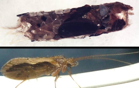 Crónica salvaje: Las larvas 'arquitectas' de insectos acuáticos