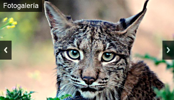 31 linces serán liberados durante el año 2018 en la península ibérica