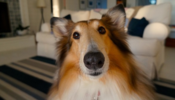 El síndrome postvacacional también afecta a las mascotas