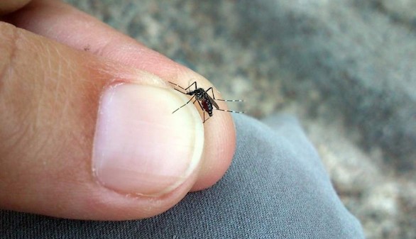 Científicos españoles buscan financiación para la vacuna del chikunguña