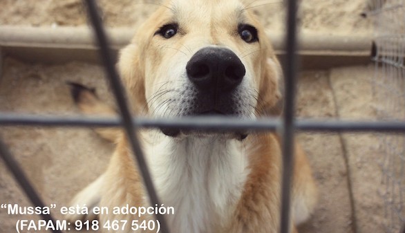 Cómo adiestrar a un perro: Consejos para adoptar el perro adecuado