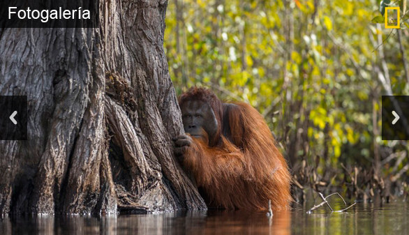 National Geographic elige las mejores fotografías de naturaleza del año
