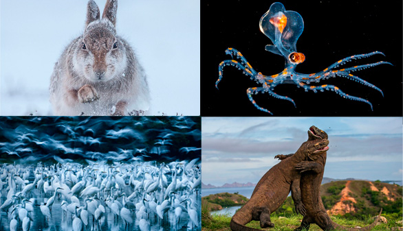 Las mejores fotografías de naturaleza