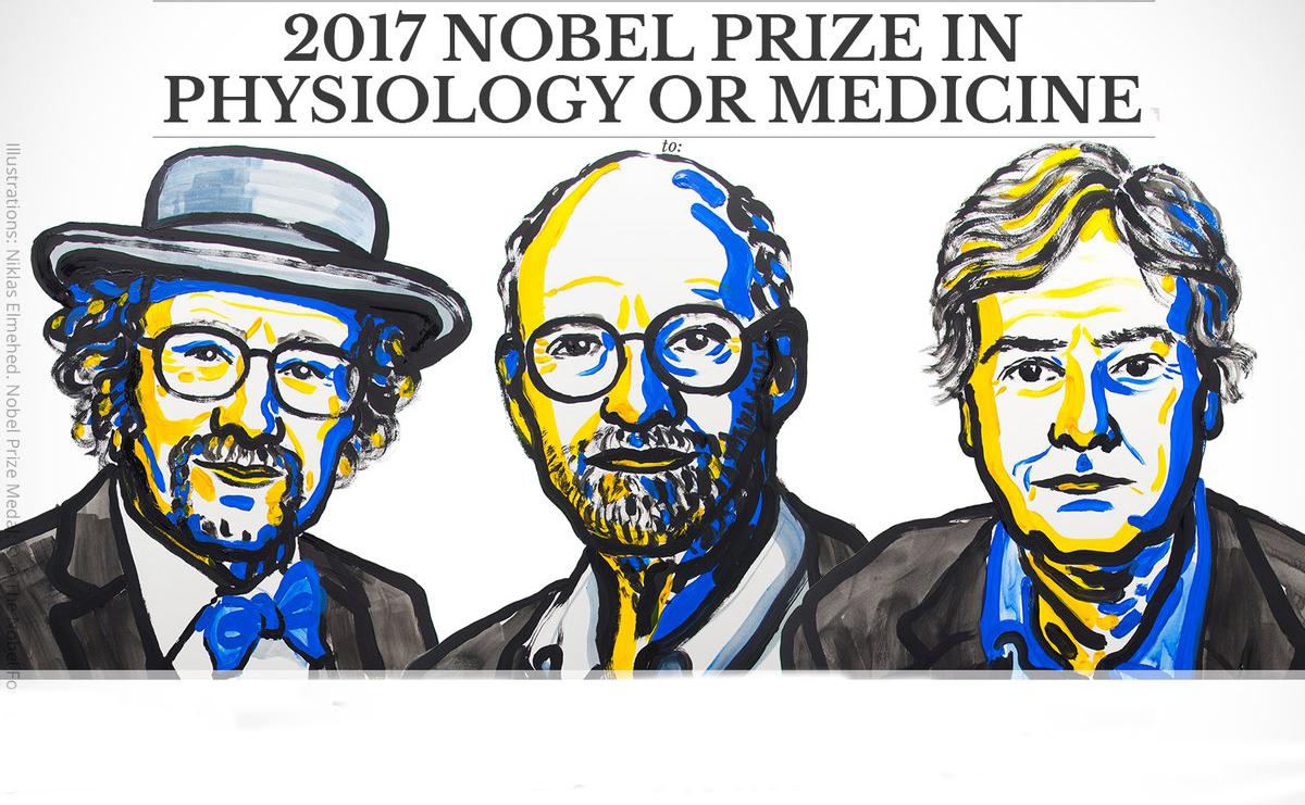 Nobel de Medicina para tres estadounidenses por su estudio del 'reloj biológico'