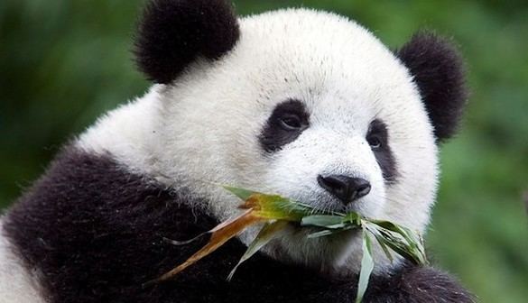 Crónica salvaje. La 'claustrofobia' a la que se ven condenados los pandas