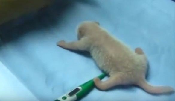 Crónica salvaje. Nace una hembra de oso panda gigante en el zoo de Madrid