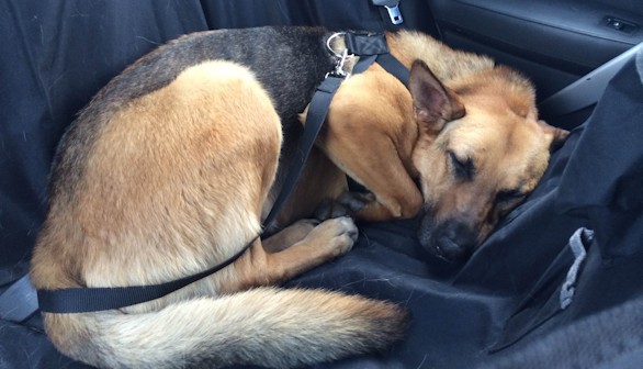 Cómo adiestrar a un perro: Viajar en coche con nuestro perro