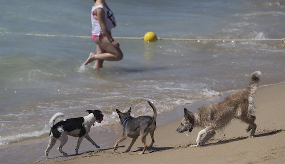 Barcelona estrena su primera playa acondicionada para perros