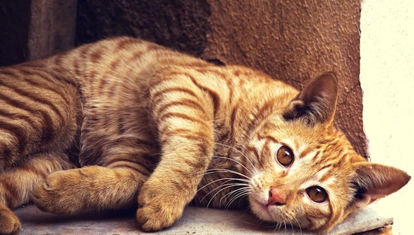 Dueños a examen: ¿Cuánto sabe en realidad acerca de su gato?