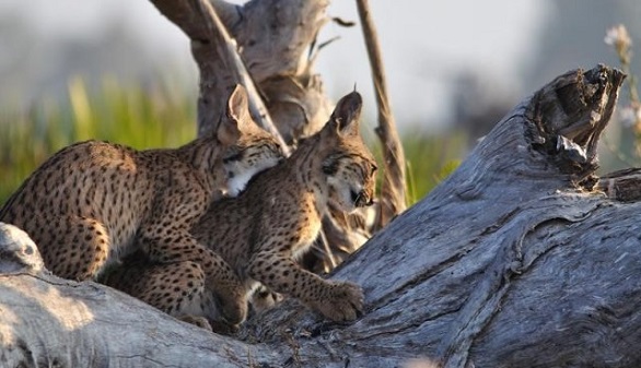 El lince ibérico se abre camino: ya hay más de 500 ejemplares en libertad