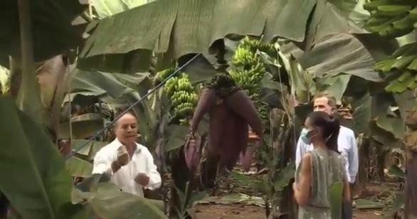 Los Reyes visitan una plantación de plátano canario en apoyo al sector primario
