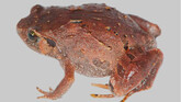Imagen de Rhombophryne mavokely, una de las nuevas especies de ranas diamante descubiertas en la isla africana de Madagascar