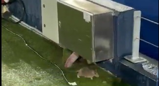 Las imágenes de la vergüenza del Camp Nou: inundaciones cuando llueve y... ¡ratas!