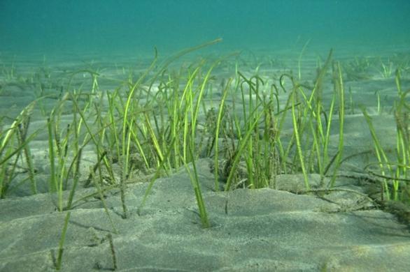 Canarias pierde la mitad de sus praderas marinas en los últimos 20 años
