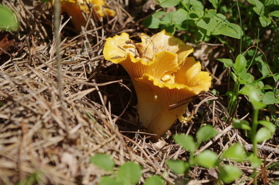 La producción de setas, ¿libre de los efectos del cambio climático?