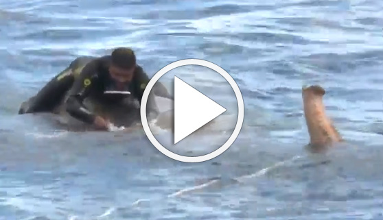 Vídeos virales. Sorprendente rescate de un elefante en alta mar