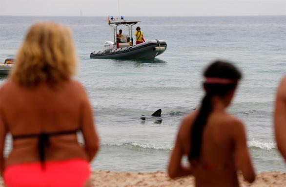 Revuelo en una playa de Benidorm por la aparición de una tintorera de 2,5 metros