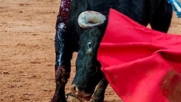 El toro en México. Castran el pensamiento infantil